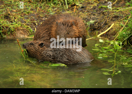 Eurasische Biber, europäische Biber (Castor Fiber), Erwachsener, die Pflege des Fells des Welpen, Deutschland, Baden-Württemberg Stockfoto