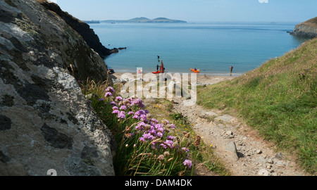 Sparsamkeit wächst auf dem Weg zum Strand wo Menschen Porth Meigan Pembrokeshire Wales UK KATHY DEWITT Kajakfahren sind Stockfoto