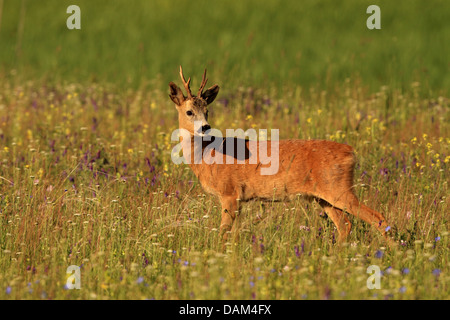 Reh (Capreolus Capreolus), Bock Reh in blühenden Wiese, Ungarn Stockfoto