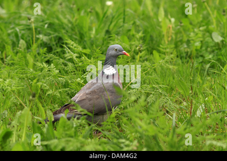 Ringeltaube (Columba Palumbus), stehen in einer Wiese, Deutschland, Sachsen Stockfoto