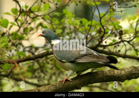 Ringeltaube (Columba Palumbus), an einen Zweig, Deutschland, Sachsen Stockfoto