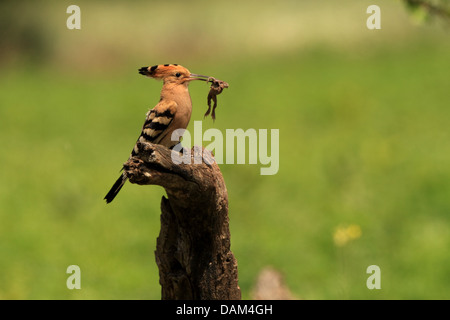 Wiedehopf (Upupa Epops), mit Gefangenen Frosch in der Rechnung, Ungarn Stockfoto