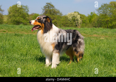 Australian Shepherd (Canis Lupus F. Familiaris), zwei-jährigen Mann in Blue Merle-Färbung stehen auf einer Wiese, Deutschland Stockfoto