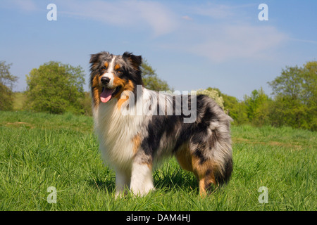 Australian Shepherd (Canis Lupus F. Familiaris), zwei-jährigen Mann in Blue Merle-Färbung stehen auf einer Wiese, Deutschland Stockfoto