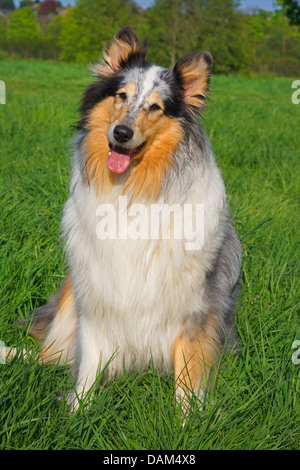 Langhaarige Collie (Canis Lupus F. Familiaris), Five-Year-Old Tier in Blue Merle-Färbung, die sitzen auf einer Wiese, Deutschland Stockfoto