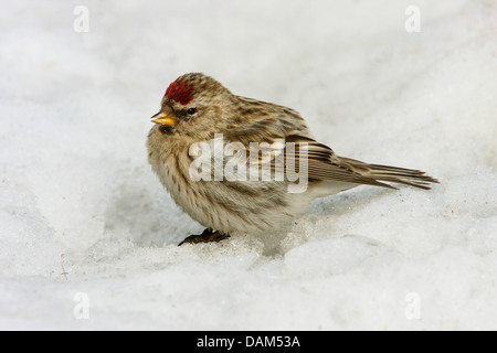 Redpoll, gemeinsame Redpoll (Zuchtjahr Flammea, Acanthis Flammea), sitzen im Schnee, Schweden, Hamra National Park Stockfoto