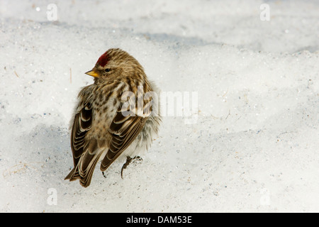 Redpoll, gemeinsame Redpoll (Zuchtjahr Flammea, Acanthis Flammea), sitzen im Schnee, Schweden, Hamra National Park Stockfoto