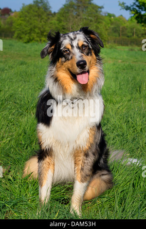 Australian Shepherd (Canis Lupus F. Familiaris), sitzen auf einer Wiese, Deutschland Stockfoto