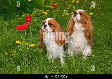 Cavalier King Charles Spaniel (Canis Lupus F. Familiaris), zwei zwei-jährige Tiere sitzen nebeneinander auf einer Wiese zwischen Tulpen und Löwenzahn, Deutschland Stockfoto