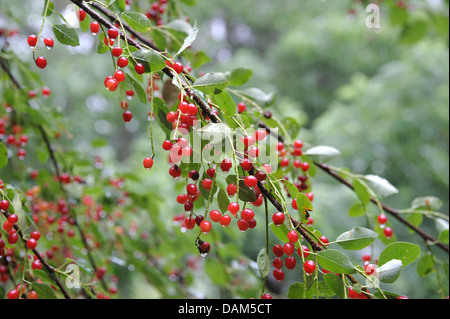 Drossel Kirsche, Wildkirsche (Prunus Virginiana), Zweige mit Früchten, Deutschland Stockfoto