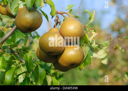 Gemeinsamen Birne (Pyrus Communis 'Uta', Pyrus Communis Uta), Sorte Uta Stockfoto