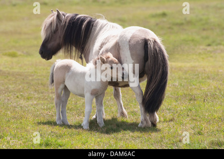 Stute und Fohlen.  Ponys auf Dartmoor, Devon, UK. Stockfoto