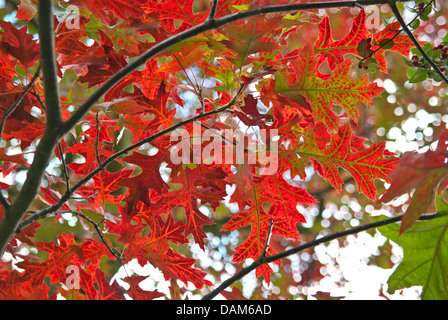 Scharlach-Eiche (Quercus Coccinea), laves im Herbst, Deutschland Stockfoto