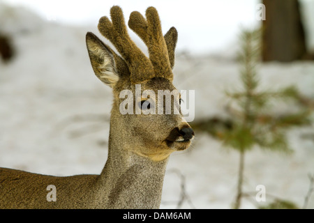 Reh (Capreolus Capreolus), Rehbock mit samt, Schweden, Hamra National Park Stockfoto