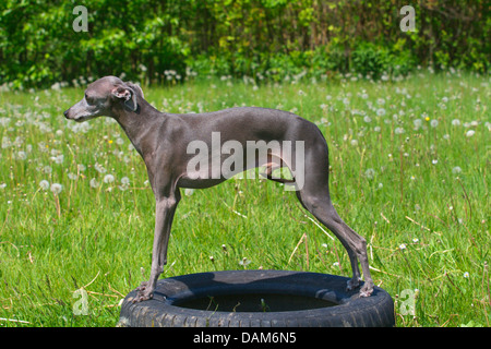 Italienisches Windspiel (Canis Lupus F. Familiaris), stehend auf einem Reifen, Deutschland Stockfoto