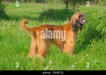 Afghanistan Windhund, Afghanischer Windhund (Canis Lupus F. Familiaris), stehend auf einer Wiese lecken Mund warten auf Essen, Deutschland Stockfoto