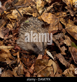 Europäische Igel im Blatt Haufen Stockfoto