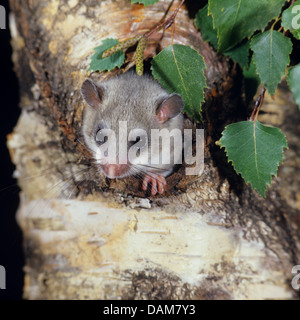 essbare Siebenschläfer, essbare bürgerliche Siebenschläfer, Fett Siebenschläfer, Eichhörnchen-tailed Siebenschläfer (Glis Glis), essbare Siebenschläfer in seiner Treehole in eine Birke, Deutschland Stockfoto