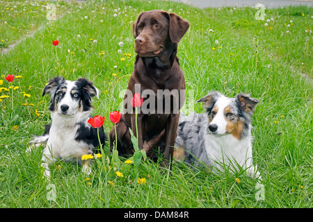 Haushund (Canis Lupus F. Familiaris), zwei Australian Shepherds und eine braune Labrador sitzen nebeneinander auf einer Wiese mit Tulpen und Löwenzahn, Deutschland Stockfoto