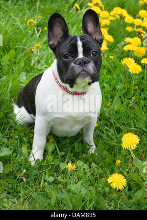 Französische Bulldogge (Canis Lupus F. Familiaris), fünf Monate alt, sitzt auf einem Löwenzahn Wiese, Deutschland Stockfoto
