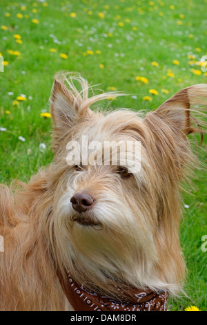 Mischling Hund (Canis Lupus F. Familiaris), Berger des Pyrenäen-Mix, Deutschland Stockfoto