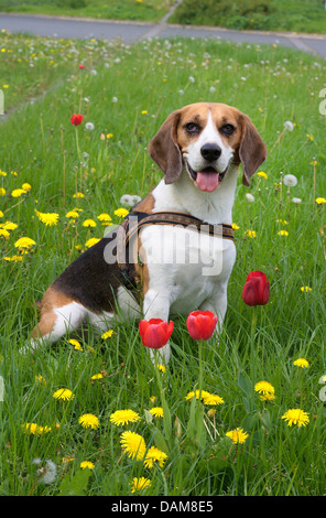 Beagle (Canis Lupus F. Familiaris), fünf Jahre alten männlichen Beagle stehend auf einer Blumenwiese mit Tulpen und Löwenzahn, Deutschland Stockfoto