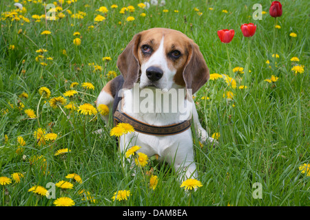 Beagle (Canis Lupus F. Familiaris), fünf Jahre alten männlichen Beagle liegt auf einer Blumenwiese mit Tulpen und Löwenzahn, Deutschland Stockfoto