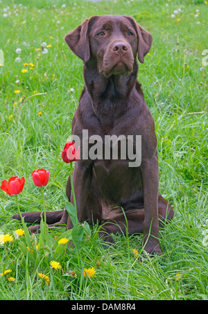 Labrador Retriever (Canis Lupus F. Familiaris), drei Jahre alte weibliche Labrador sitzt auf einer Wiese mit Tulpen, Deutschland Stockfoto