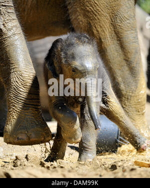 Drei Wochen alten Baby-Elefant spielt mit seiner Mutter in seine Mischung im Zoo in München, 30. Mai 2011. Die Baby-Elephnat wurde am 6. Mai 2011 geboren. Foto: FRANK LEONHARDT Stockfoto