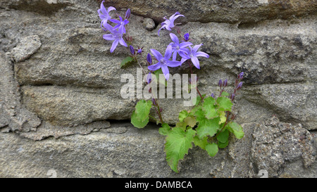 Poscharsky Glockenblume, serbische Glockenblume (Campanula Poscharskyana), wächst auf einer alten Mauer, Deutschland Stockfoto