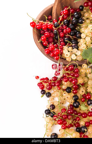 Johannisbeeren verschiedene Farben - rot, schwarz, weiß Stockfoto