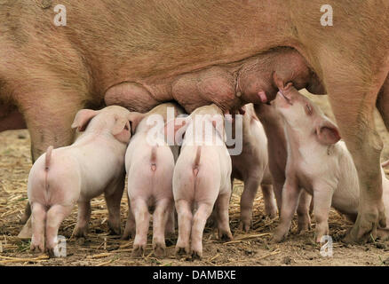 (DATEI) Eine Archivfoto vom 2. Mai 2010 Ferkel zeigt verpackt eng zusammen, Spanferkel auf seine Mutter. Tierschützer fordern einen Stopp an der üblichen Kastration von männlichen Ferkeln. Die Schweineindustrie hat zugestimmt, Kastration bis 2018 zu beenden. Foto: Boris Roessler Stockfoto