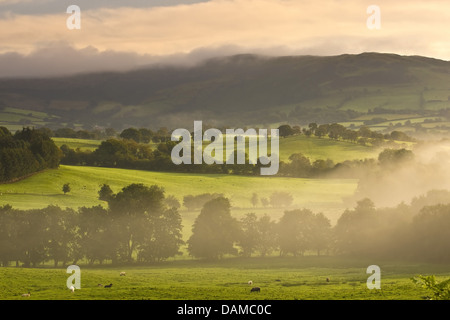 Morgennebel über Wald, Wiese und Hecke Landschaft, Vereinigtes Königreich, Wales Stockfoto