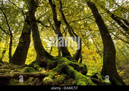 Rotbuche (Fagus Sylvatica), moosige Wurzeln in einen Buchenwald, Belgien Stockfoto