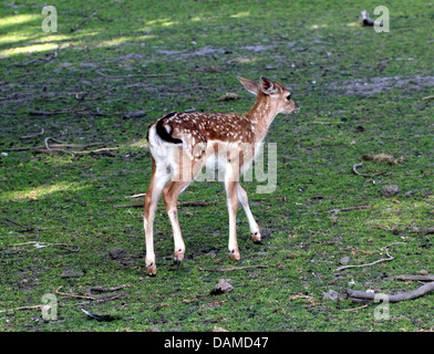 Close-up Portrait von Damwild Doe Faon (Dama Dama) zu Fuß entfernt von der Kamera Stockfoto