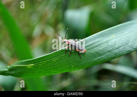 Rote Soldat Blutsauger Käfer Insekt auf einem Blatt in einem Feld Stockfoto