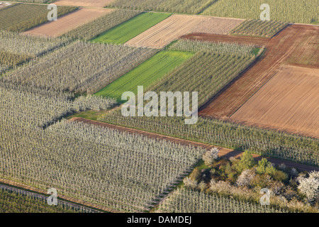 Wildkirsche, Süßkirsche, Gean, Mazzard (Prunus Avium), blühende Kirschbäume Baum und Apfel Baum Obstgarten, Belgien, Limburg, Haspengouw Stockfoto