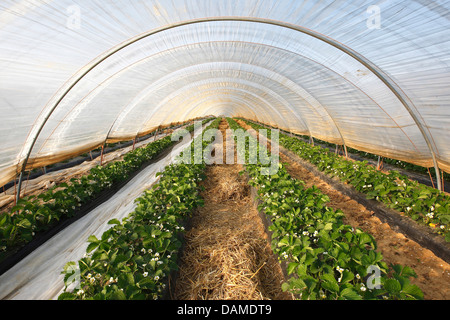 Hybrid-Erdbeere, Garten-Erdbeere (Fragaria X ananassa, Fragaria Ananassa) Erdbeeranbau unter Folie Tunnel, Belgien Stockfoto