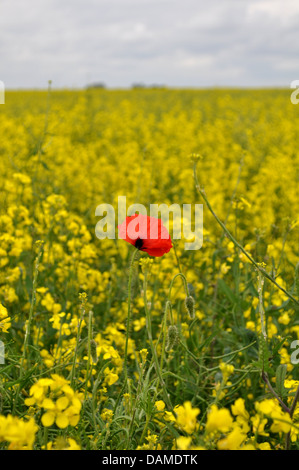 Einzelne rote Mohnblume in gelben Rapsöl Blumenfeld Stockfoto