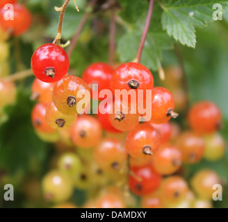 Johannisbeer-Beeren Stockfoto