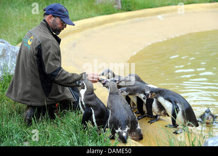 Keeper Joerg Schueren ernährt Fisch, Humboldt-Pinguine im Tierpark Sababurg in Hofgeismar, Deutschland, 8. Juni 2011. Foto: Uwe Zucchi Stockfoto