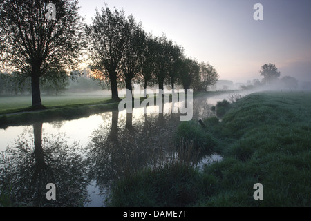 Weide, Korbweide (Salix spec.), Fluss Zwalm mit Pollard Weiden, Belgien, Vlaamse Ardennen