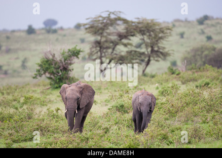 MASAI MARA, Kenia A paar der afrikanischen Elefanten (Loxodonta Africana) vergeht Peacably in Kenias Masai Mara. Stockfoto