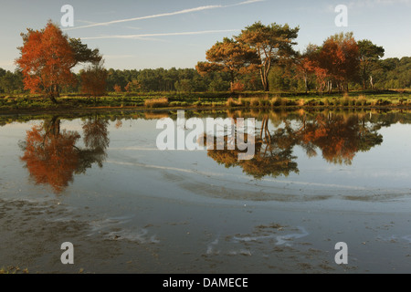 herbstliche Bäume spiegeln in einem See bei Sonnenaufgang in der Natur zu reservieren, Belgien, Kalmthoutse Heide, Kalmthout Stockfoto