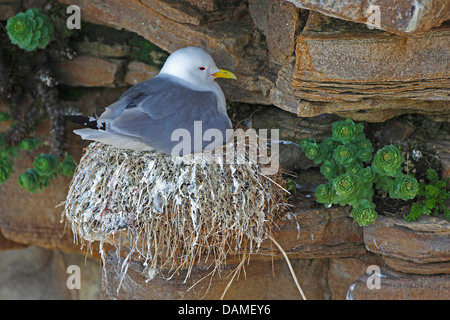 Schwarz-legged Kittiwake (Rissa Tridactyla, Larus Tridactyla), sitzt auf dem Nest und Zucht, Norwegen, Varanger Halbinsel, Varangerfjord Stockfoto