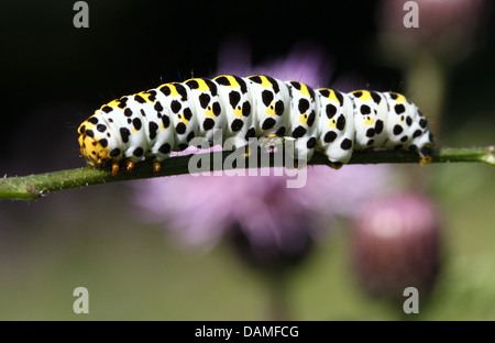 Detaillierte Makro Nahaufnahmen der Königskerze Falter Raupe (Shargacucullia Verbasci) auf Nahrungssuche und posiert (25 Bilder in Serie) Stockfoto