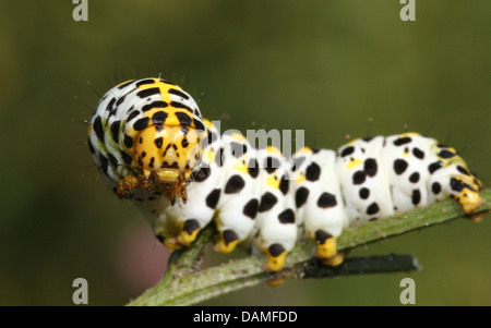 Detaillierte Makro Nahaufnahmen der Königskerze Falter Raupe (Shargacucullia Verbasci) auf Nahrungssuche und posiert (25 Bilder in Serie) Stockfoto