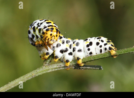 Detaillierte Makro Nahaufnahmen der Königskerze Falter Raupe (Shargacucullia Verbasci) auf Nahrungssuche und posiert (25 Bilder in Serie) Stockfoto
