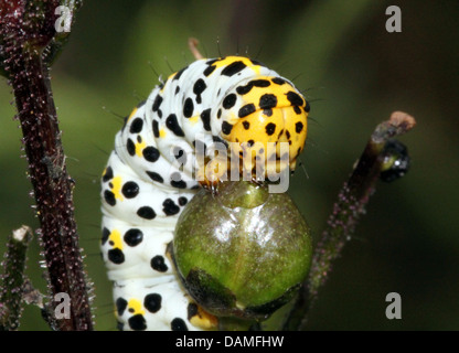 Detaillierte Makro Nahaufnahmen der Königskerze Falter Raupe (Shargacucullia Verbasci) auf Nahrungssuche und posiert (25 Bilder in Serie) Stockfoto