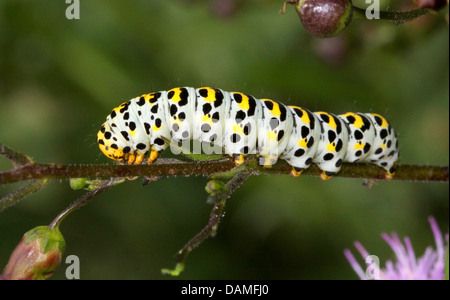 Detaillierte Makro Nahaufnahmen der Königskerze Falter Raupe (Shargacucullia Verbasci) auf Nahrungssuche und posiert (25 Bilder in Serie) Stockfoto